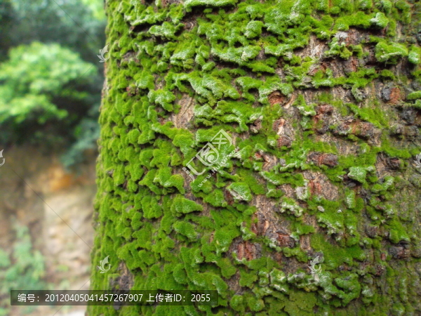 樹皮苔蘚