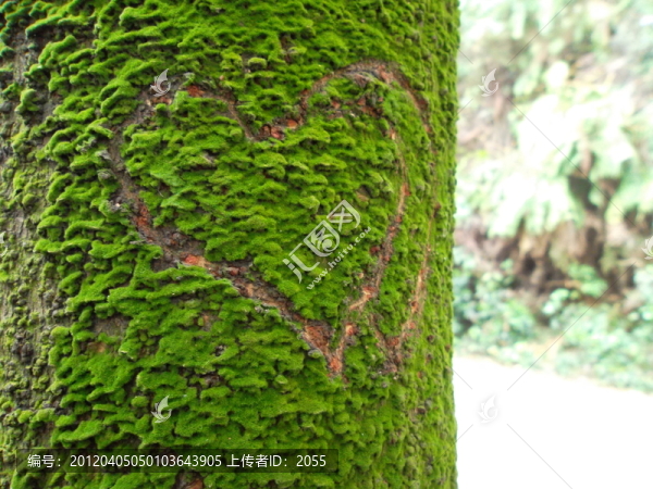 樹皮苔蘚