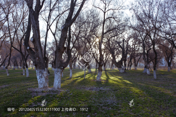 樹林