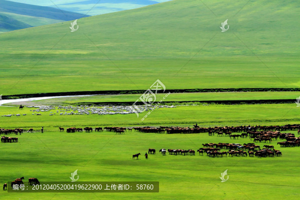 呼倫貝爾草原,牧場馬群