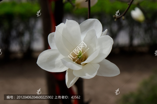 玉蘭花開
