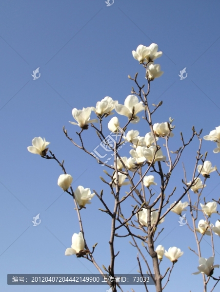 玉蘭花