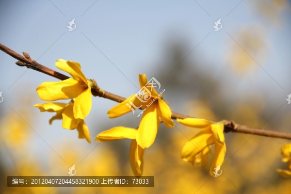 迎春花