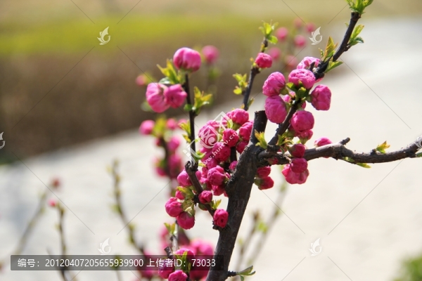 桃花
