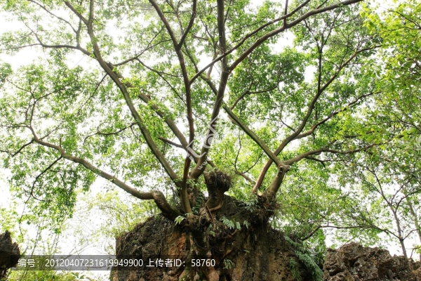 天星橋景區(qū),美女榕