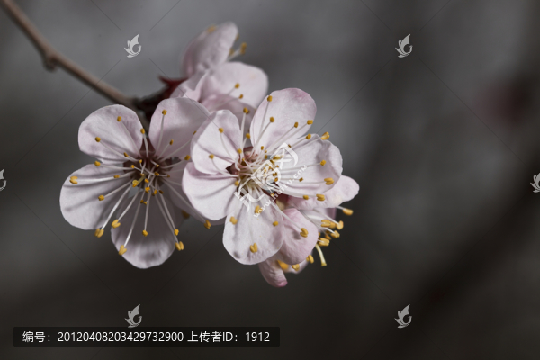 杏花