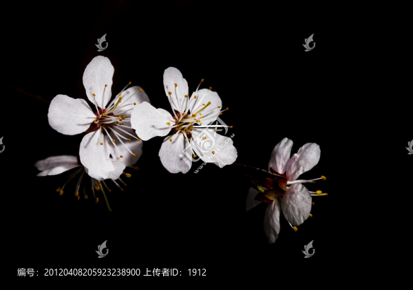 杏花