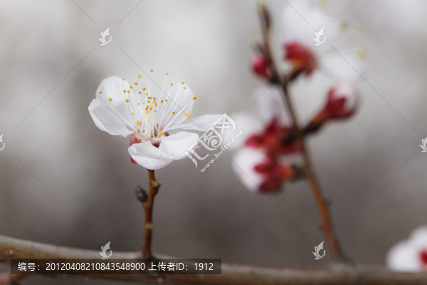 杏花