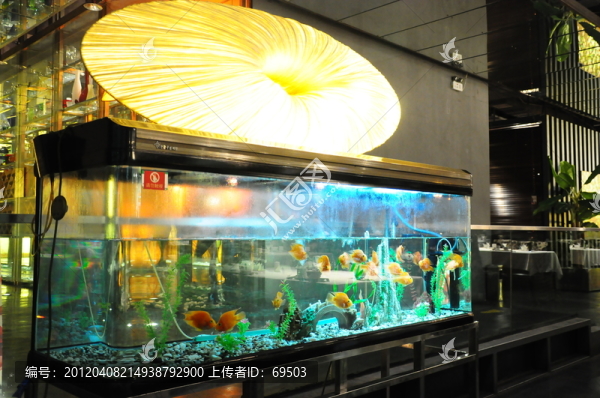 觀賞魚缸