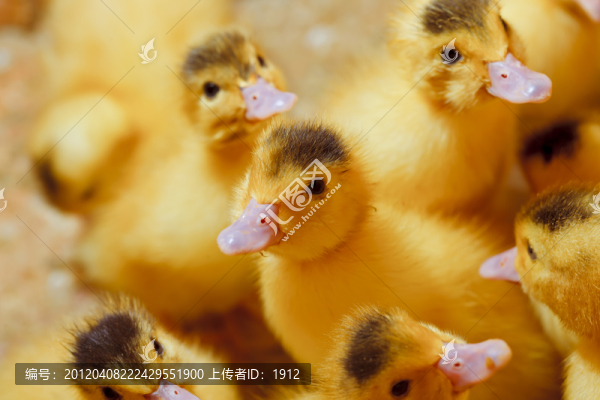 小鴨