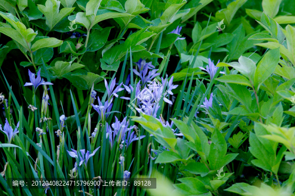 躲藏的馬蘭花