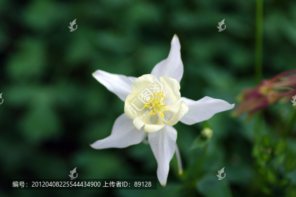 蘭花