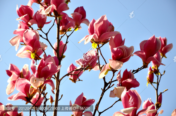 玉蘭花