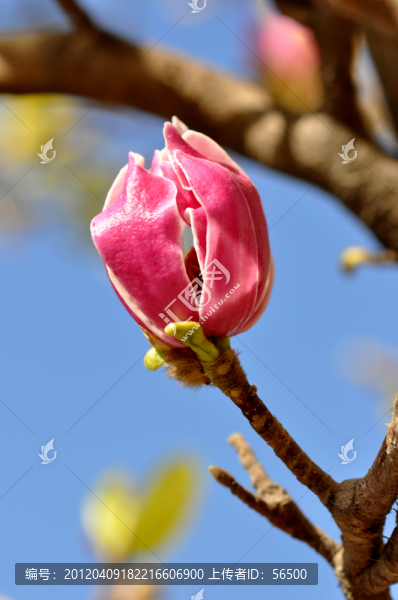 玉蘭花