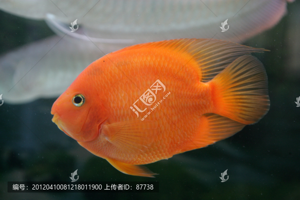 觀賞魚