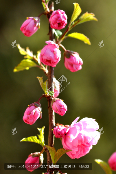 櫻花
