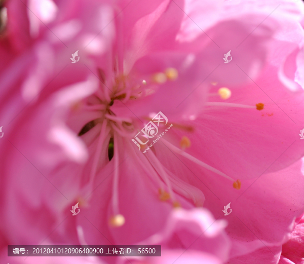 櫻花