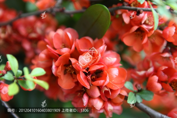 海棠花
