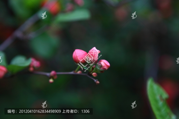 海棠花