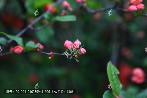 海棠花