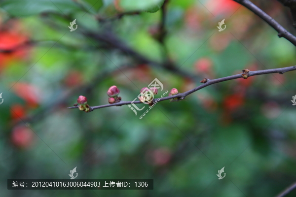 海棠花