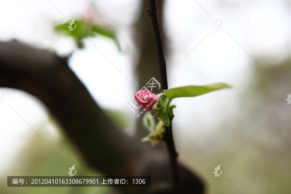 海棠花