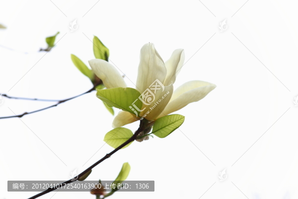 玉蘭花