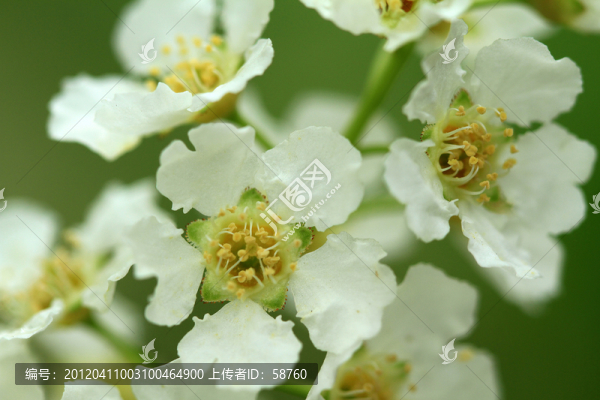 稠李子花