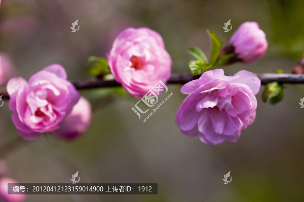 榆葉梅