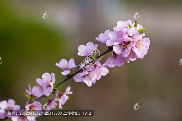 榆葉梅