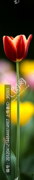 郁金香特寫