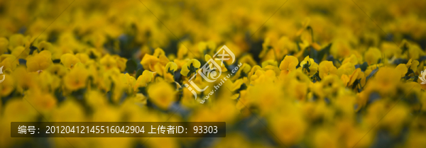 黃色蝴蝶花