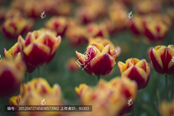 郁金香