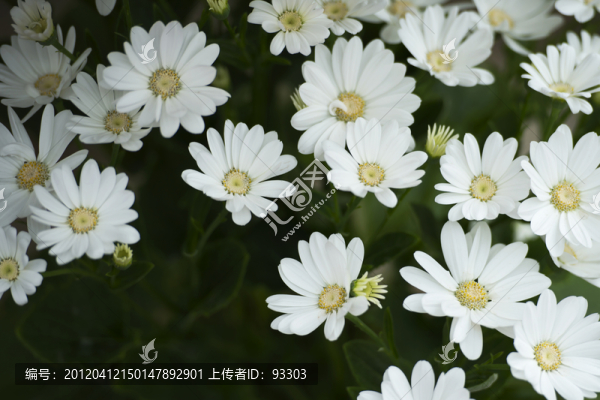 白色小花群