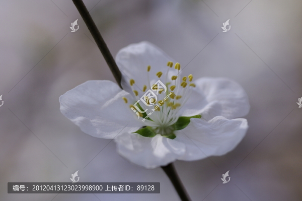桃花特寫