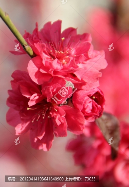 桃花節(jié)