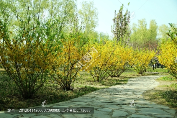迎春花,小路