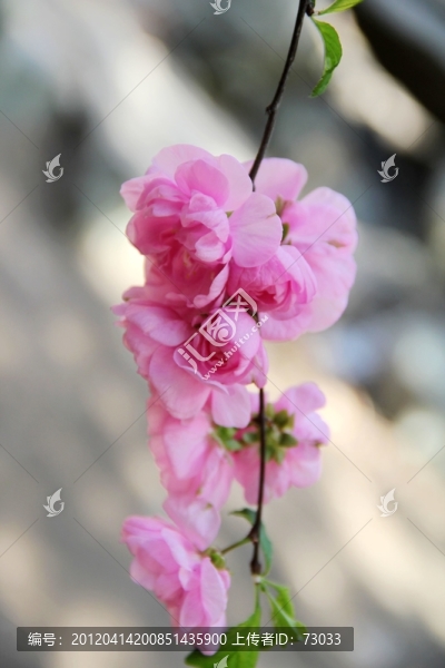桃花