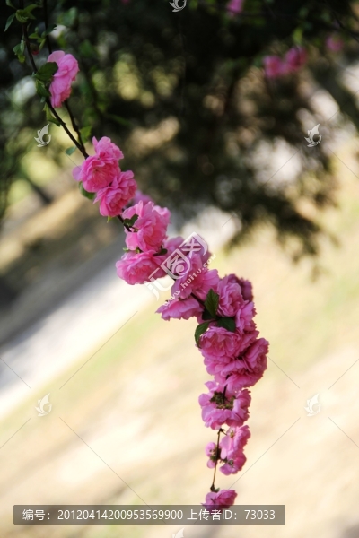 桃花樹