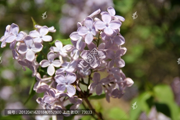 丁香花,丁香樹