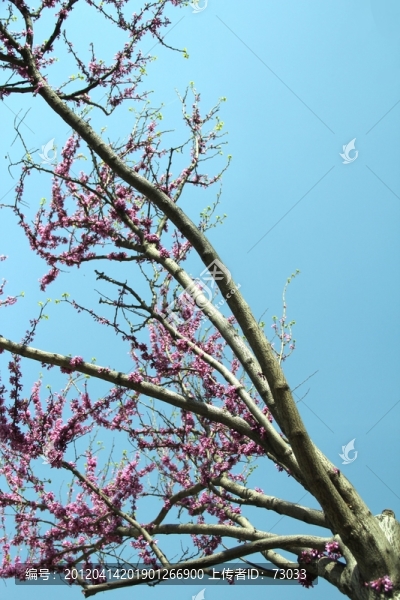 丁香樹,丁香花