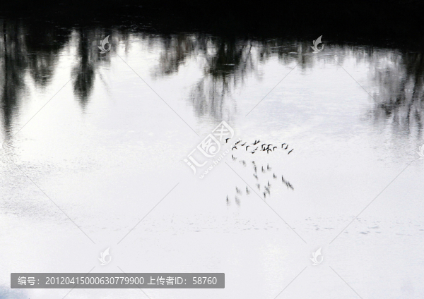 大興安嶺,水鳥