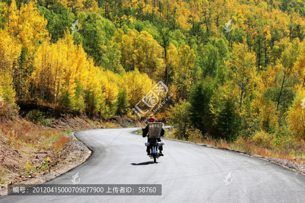 原始森林,柏油路