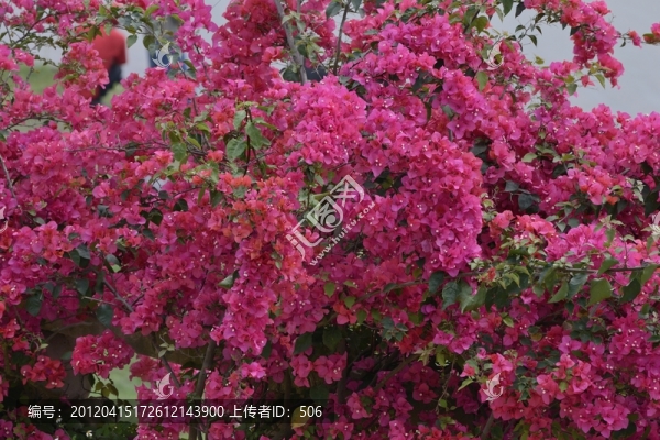 三角梅