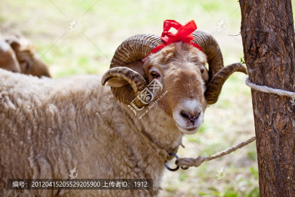 種羊