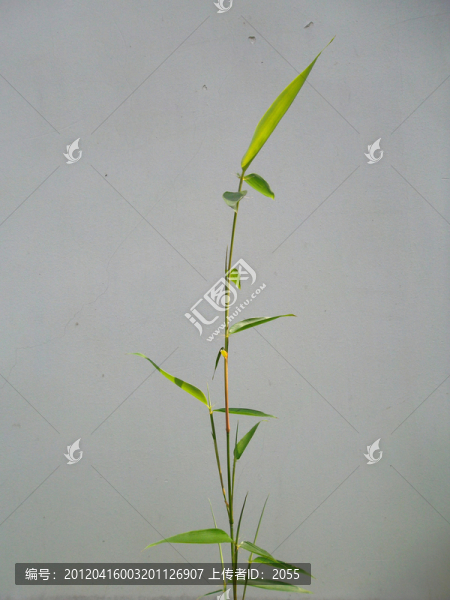 翠竹