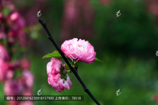 榆葉梅