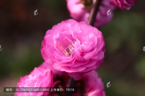 榆葉梅