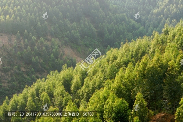 柳州,郁郁蔥蔥人工林