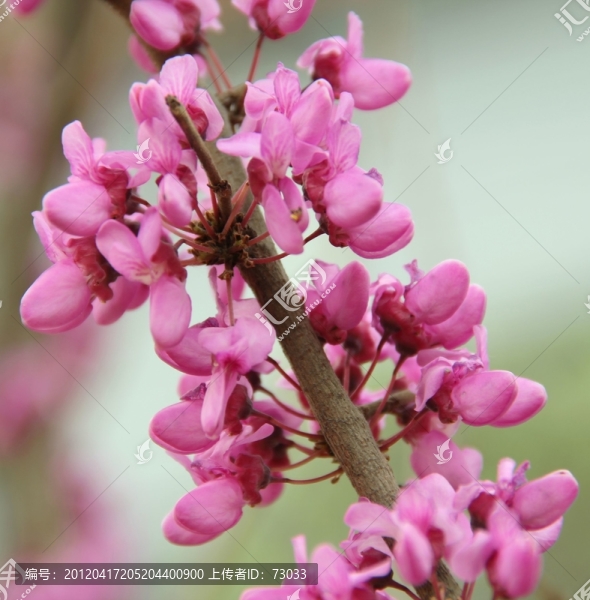 紫荊花